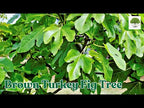 Fig Trees for Sale