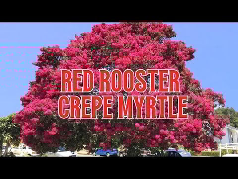 TN Nursery video on   Red Crepe Myrtle
