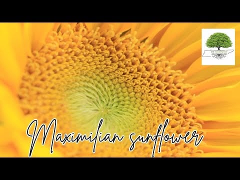TN Nursery video on  Maximilian Sunflower
