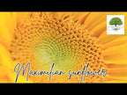 TN Nursery video on Maximilian Sunflower
