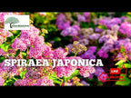 TN Nursery video on  Pink Spiraea
