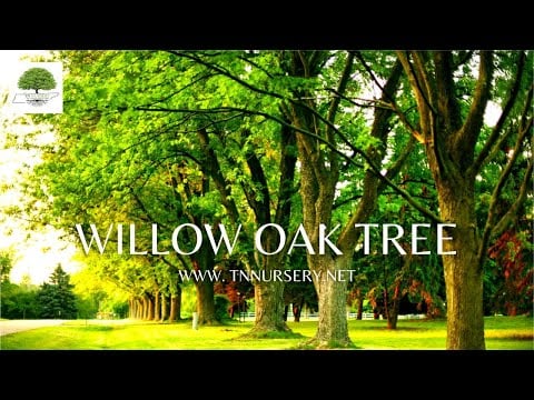 TN Nursery video on  Willow Oak Tree

