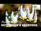 TN Nursery video on Dutchman's Breeches

