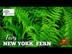 TN Nursery video on New York Fern
