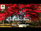 TN Nursery video on  Red Maple Tree
