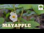 TN Nursery video on May apple
