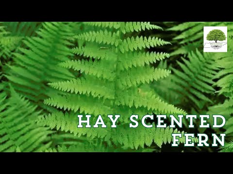 TN Nursery video on  Hay Scented Fern
