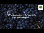 TN Nursery video on  Grape vine 
