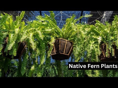 TN Nursery video on Air Purifying Plant Package
