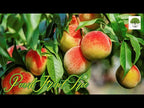 Shop sale on Dwarf Patio Peach online at TN Nursery 
