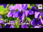 TN Nursery video on Sweet Violet
