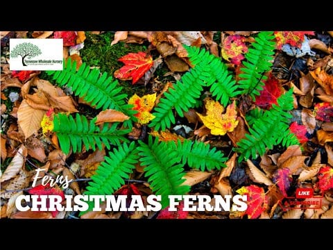 Christmas Fern TN Nursery Video