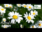 TN Nursery video on   Shasta Daisy

