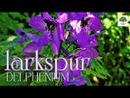 TN Nursery video on Larkspur Delphinium
