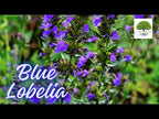 TN Nursery video on Blue Lobelia
