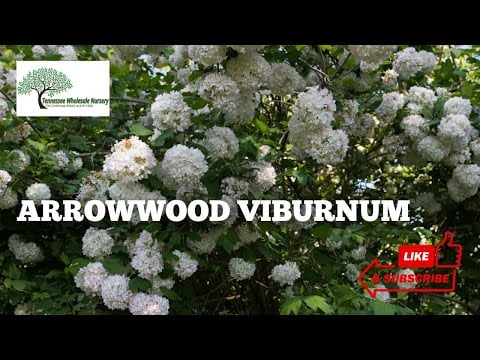 TN Nursery video on  Arrowwood Viburnum Shrubs 
