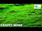 TN Nursery video on CARPET MOSS
