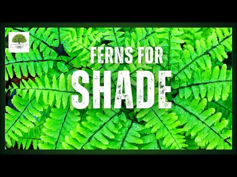 TN Nursery video on   Shade Fern Package
