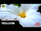 TN Nursery video on White Trillium
