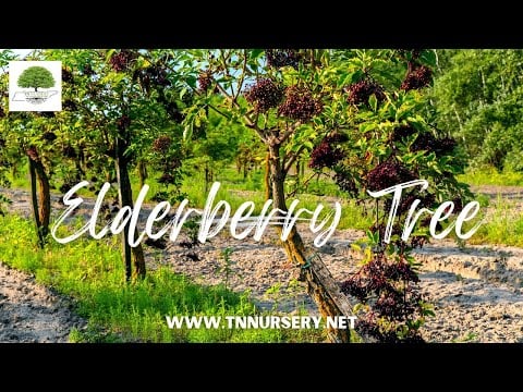 TN Nursery video on Elderberrytree