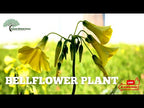 TN Nursery video on  Bellflower plant
