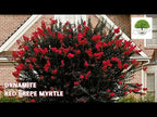 TN Nursery video on   Red Crepe Myrtle
