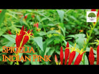TN Nursery video on Spigelia Indian Pink
