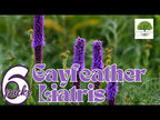 TN Nursery video on Gayfeather Liatris
plant

