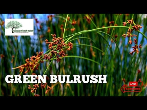 TN Nursery video on Bulrush
