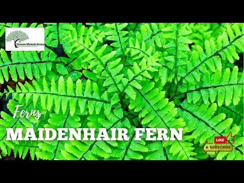 TN Nursery video on  Maidenhair Fern
