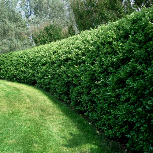 Privet Hedge -  Clearance
