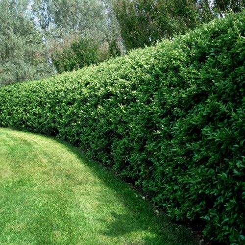 Privet Plant