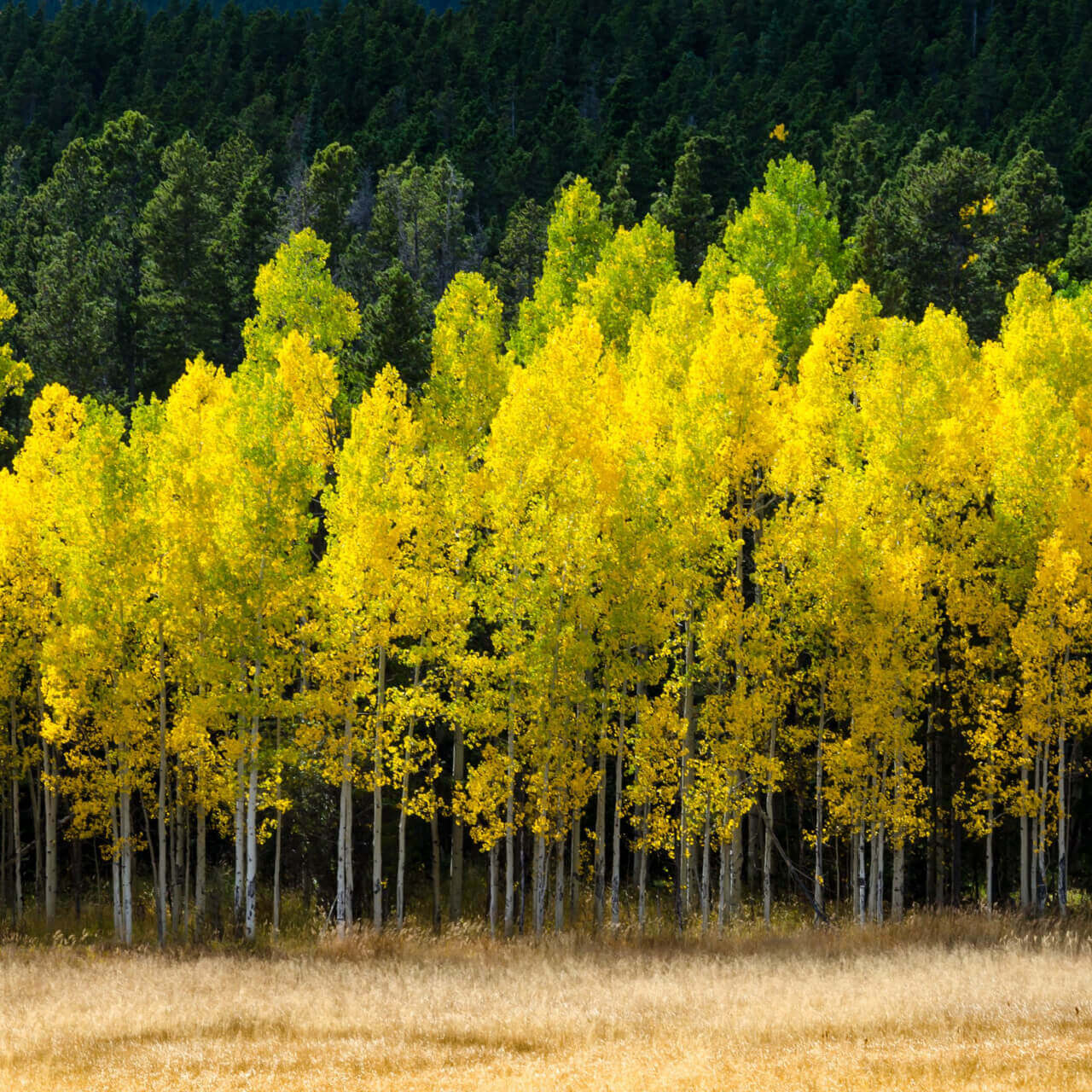 Quaken Aspen