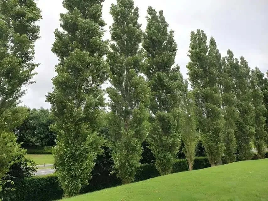 Lombardy Poplar2