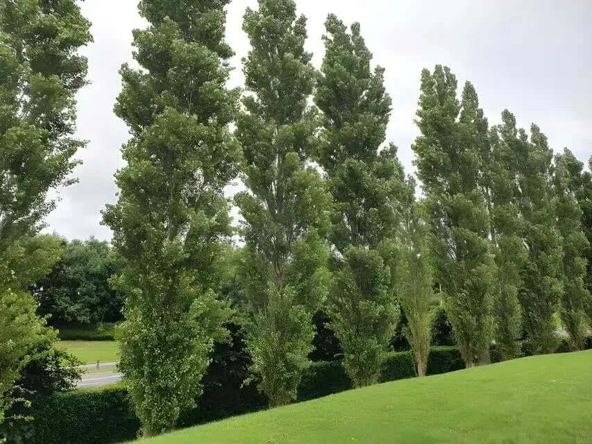 Quaken Aspen Trees For Sale TN Nursery