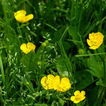 Ranunculus Repens - TN Nursery