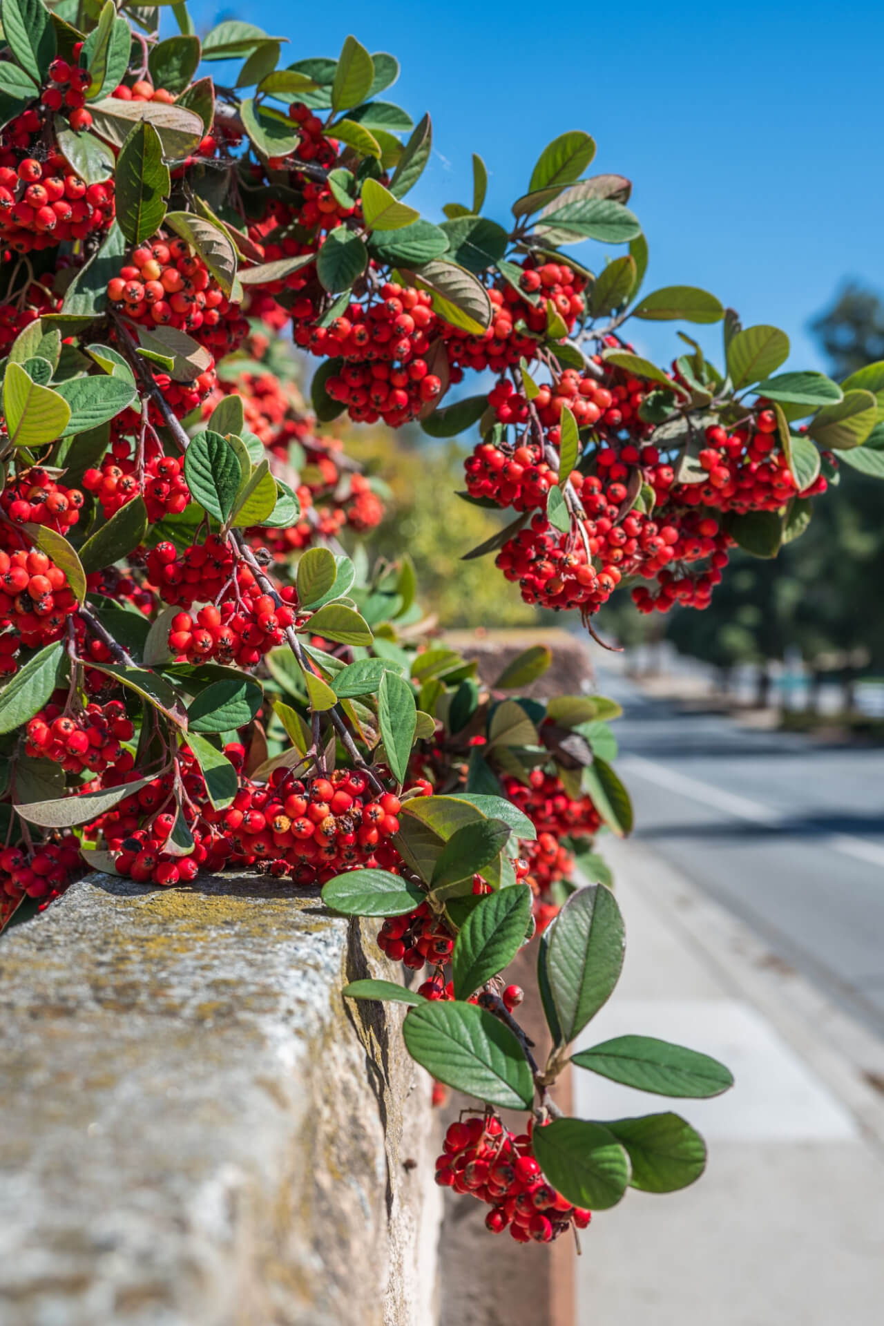 Red Chokeberry shrub with lots of red berries 