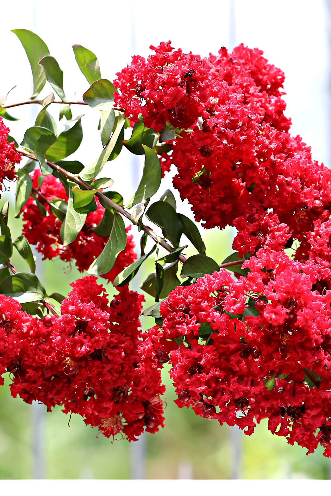 Red Crepe Myrtle - TN Nursery