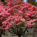 Red Flowering Dogwood - TN Nursery