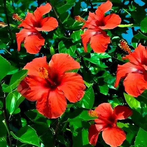 Red Hibiscus - TN Nursery