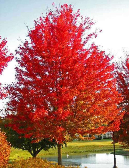 Red Maple Live Stakes - TN Nursery