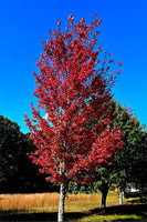 Red Maple Tree Seedlings with Natural Background