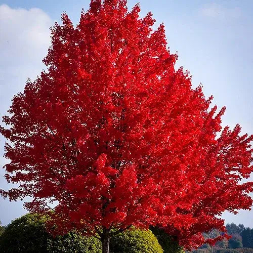 Red Maple Tree - TN Nursery