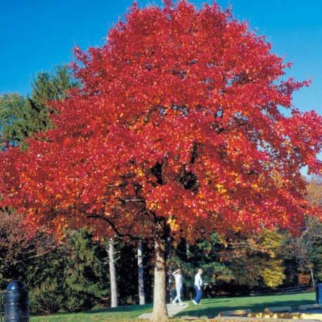 Red Oak Tree Seedlings - TN Nursery