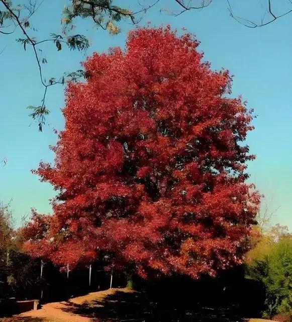 Red Oak Tree - TN Nursery