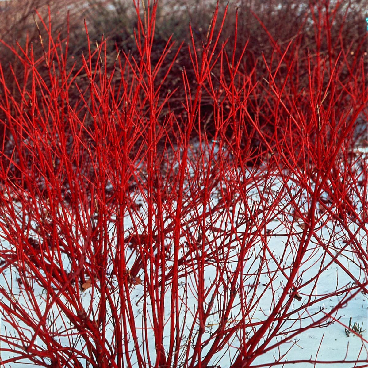 Red Dogwood Tree