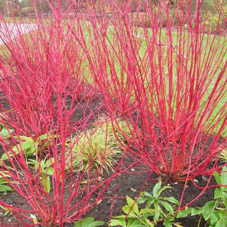 Red Osier Dogwood Shrubs