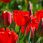 Red Tulip - TN Nursery