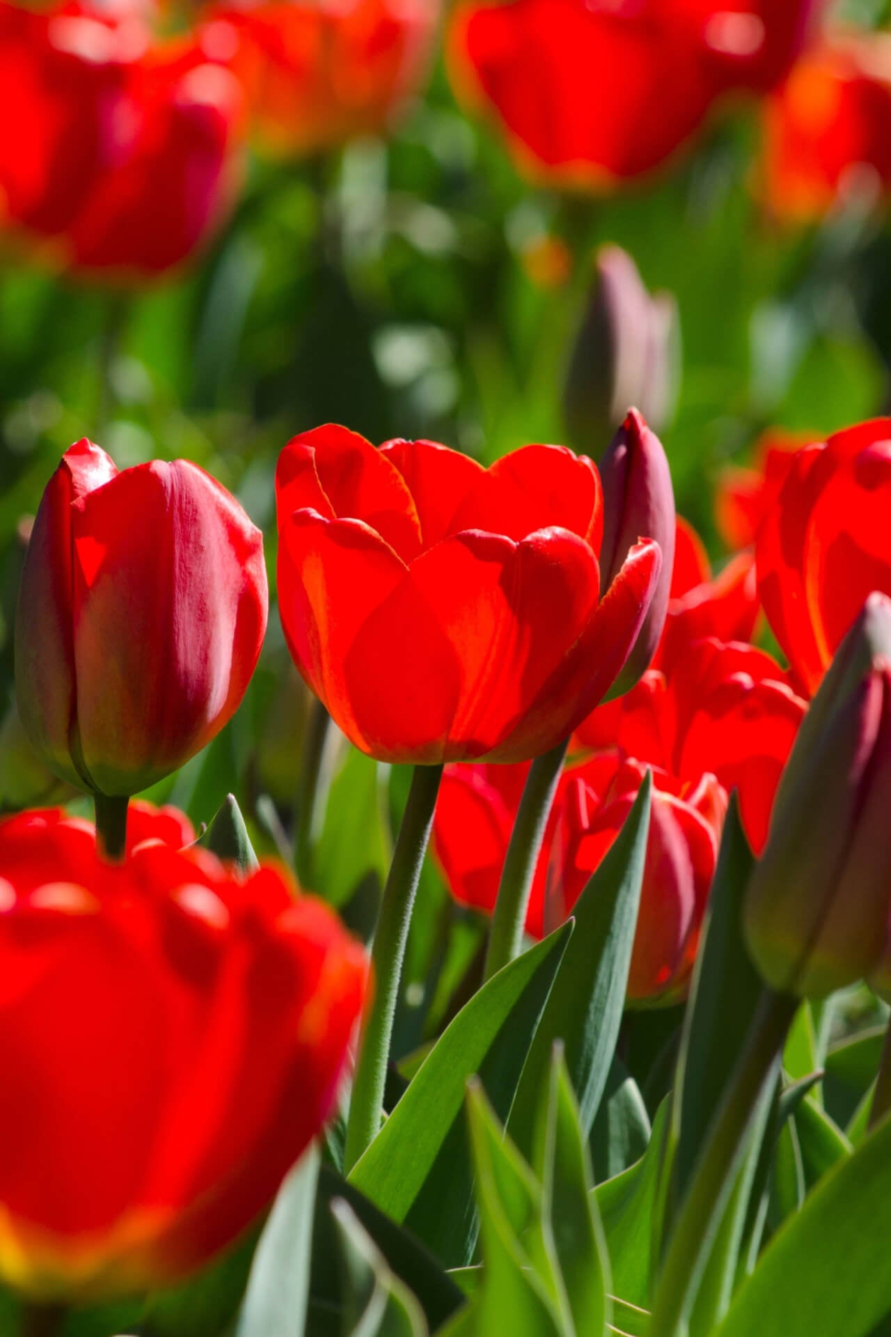 Red Tulip - TN Nursery