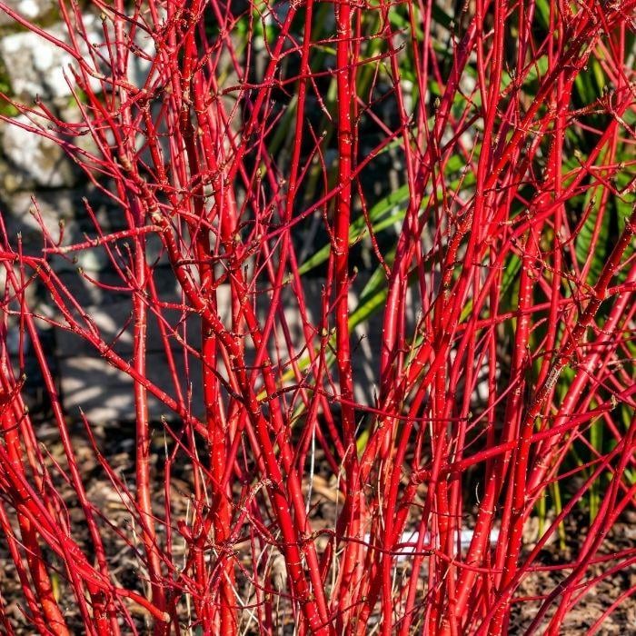 3 Gallon - Red Twig Dogwood Shrub/Bush - Pretty White Blooms and Red Berries, Outdoor Plant